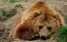 Braunbär_1 (15).jpg